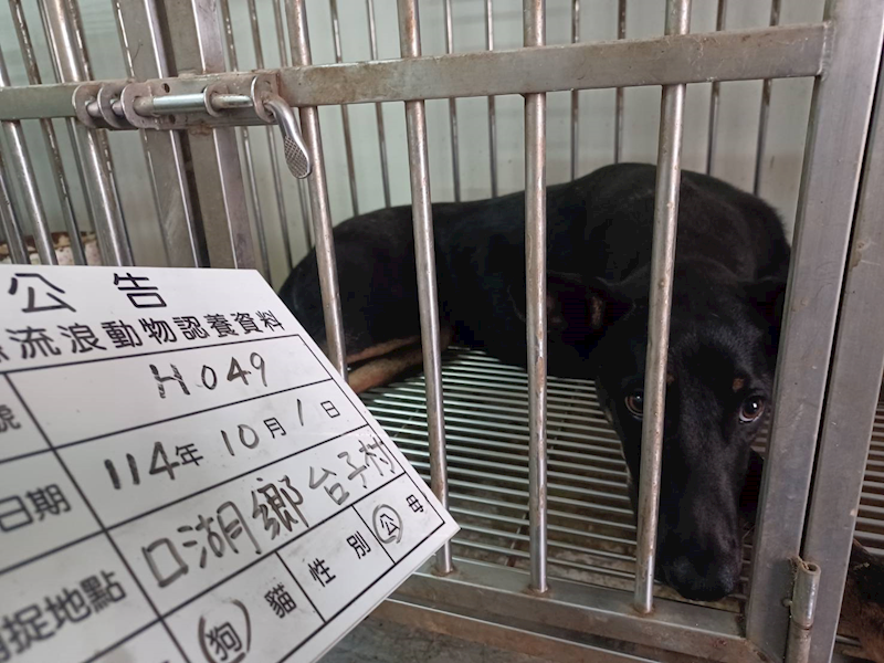 雲林縣流浪動物收容所,編號:425213, 混種犬          