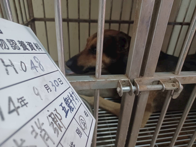 雲林縣流浪動物收容所,編號:425212, 混種犬          