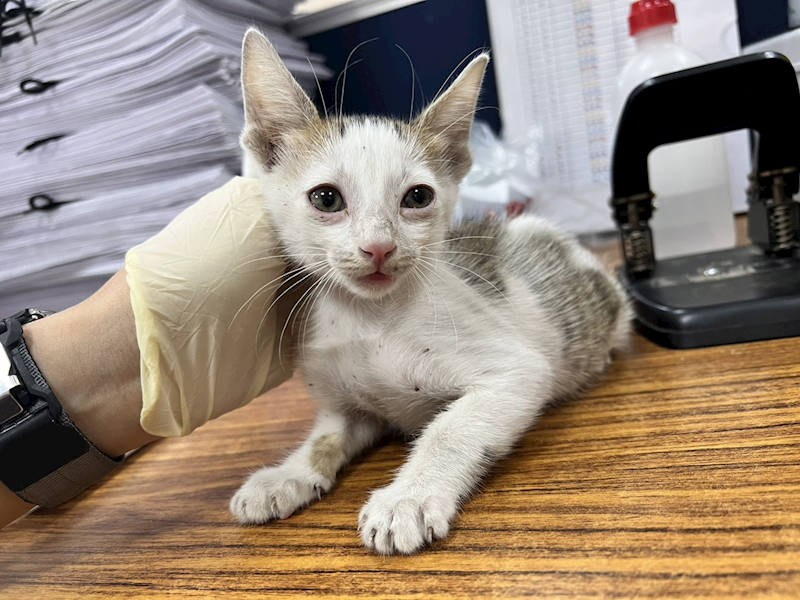 桃園市動物保護教育園區,編號:422267, 混種貓                 