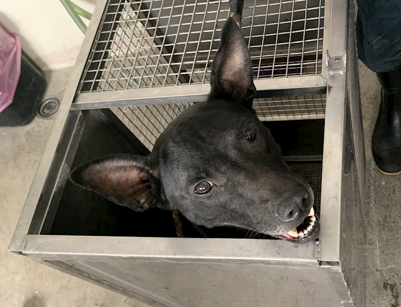 臺北市動物之家,編號:423136, 混種犬          