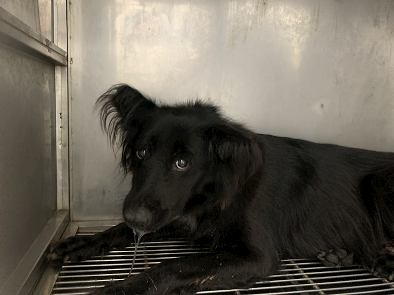 臺北市動物之家,編號:421184, 混種犬          