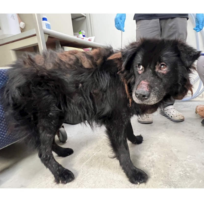 臺北市動物之家,編號:335000, 混種犬          