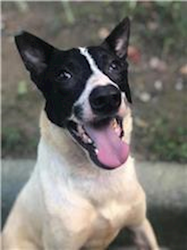 臺北市動物之家,編號:31680, 混種犬          