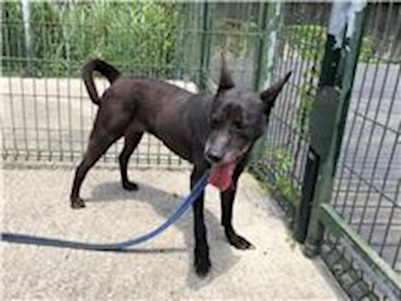 臺北市動物之家,編號:31614, 混種犬          