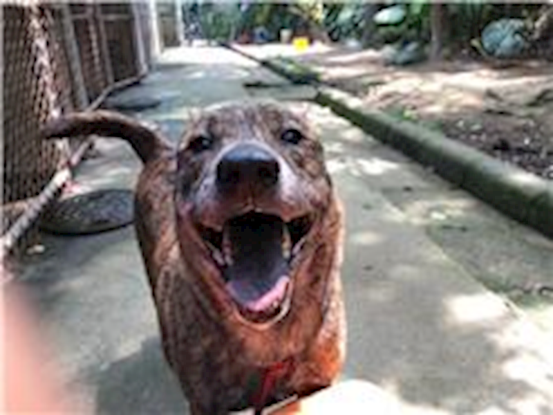 臺北市動物之家,編號:31570, 混種犬          