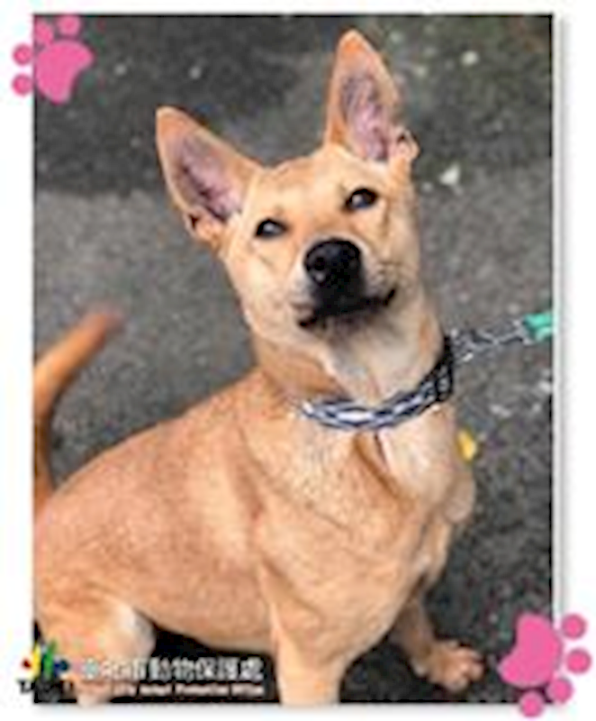 臺北市動物之家,編號:59971, 其他                  