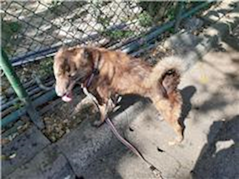 臺北市動物之家,編號:31765, 混種犬          