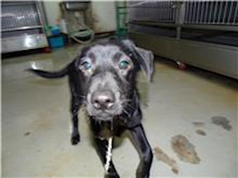 臺北市動物之家,編號:31342, 混種犬          