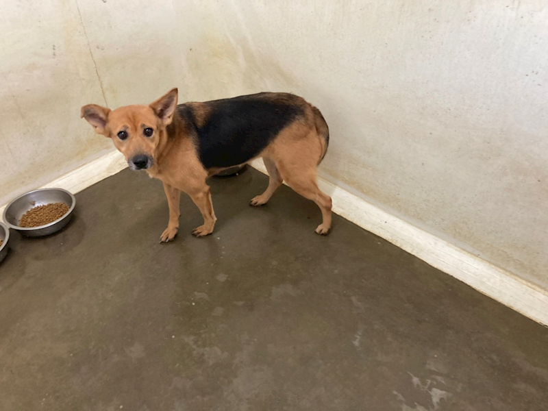 臺北市動物之家,編號:216012, 混種犬          