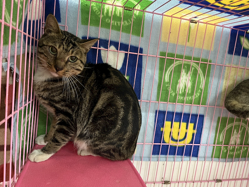 臺北市動物之家,編號:387710, 混種貓                 