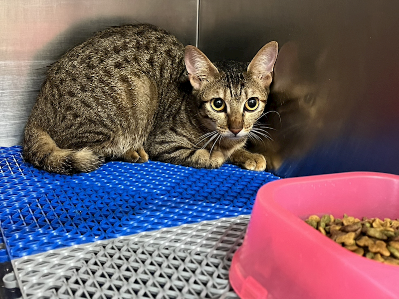 桃園市動物保護教育園區,編號:407620, 混種貓                 