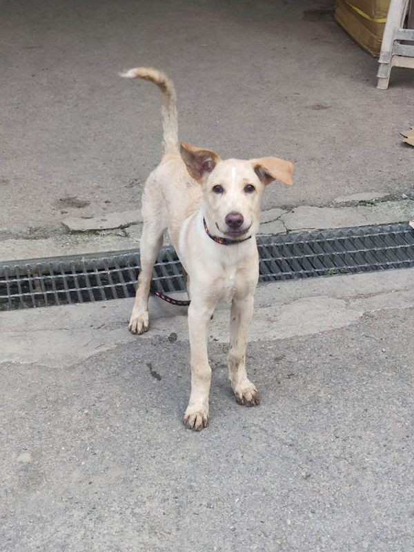 新北市中和區公立動物之家,編號:420212, 混種犬          