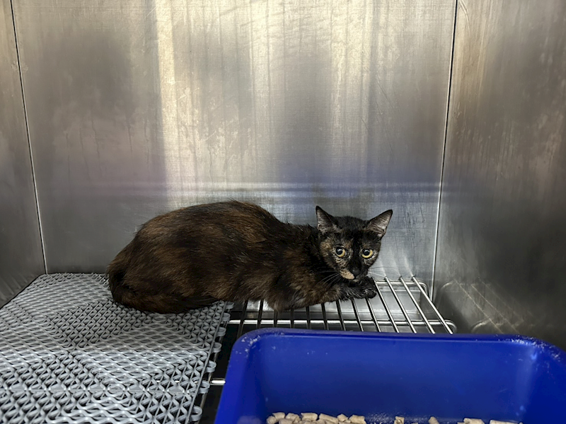 桃園市動物保護教育園區,編號:407142, 混種貓                 