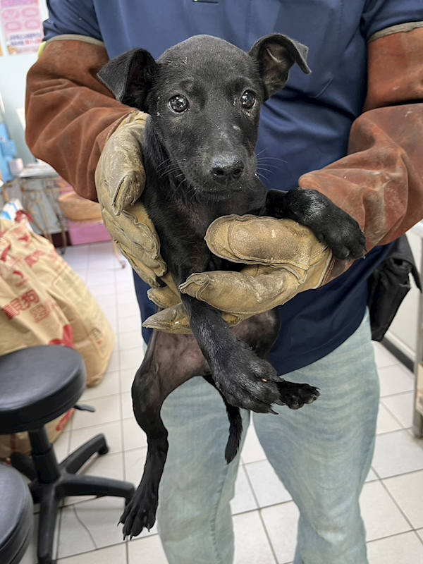 彰化縣流浪狗中途之家,編號:422236, 混種犬          