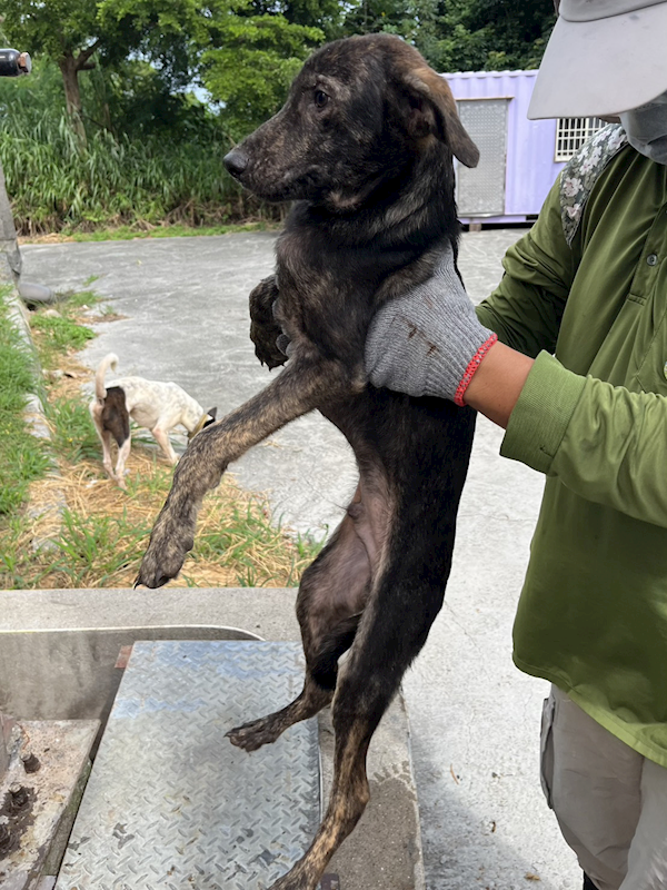 彰化縣流浪狗中途之家,編號:419796, 混種犬          