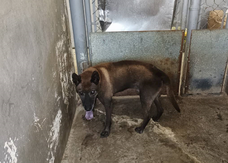 新竹市動物保護教育園區,編號:425663, 混種犬          