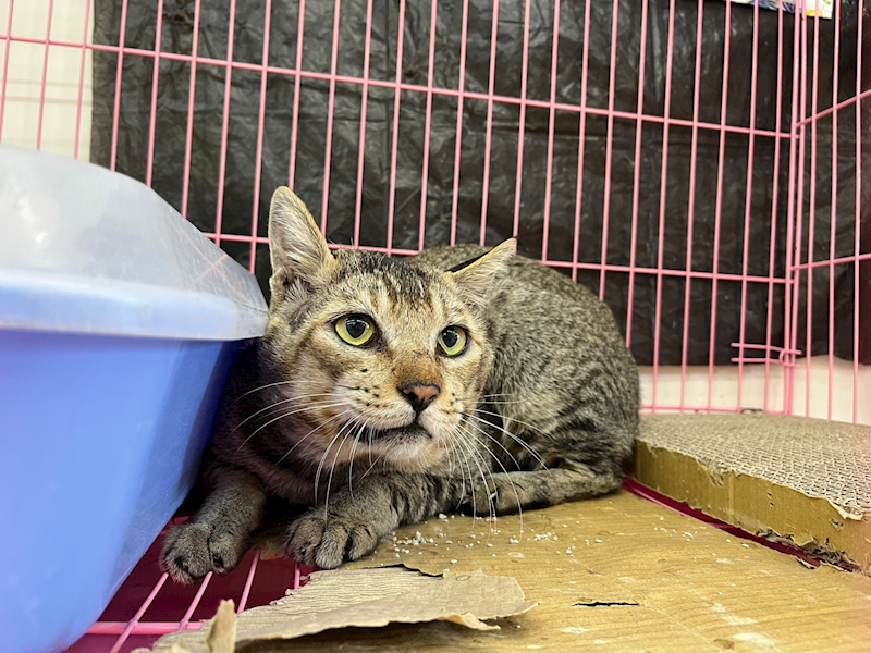 臺北市動物之家,編號:326676, 混種貓                 