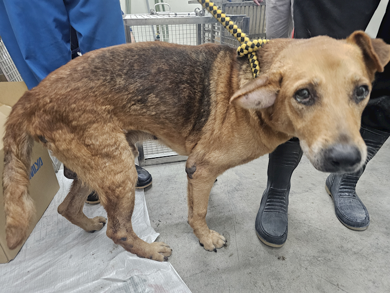 臺北市動物之家,編號:408621, 混種犬          