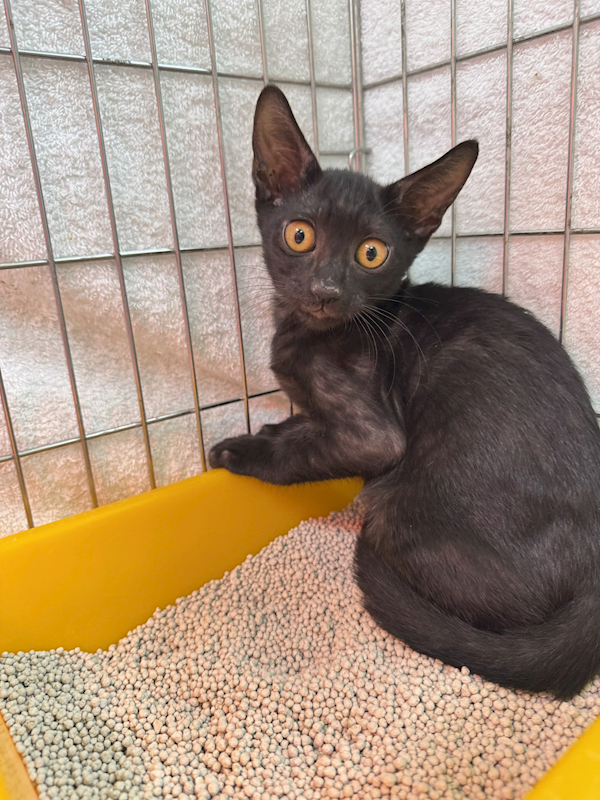 新北市八里區公立動物之家,編號:425687, 混種貓                 