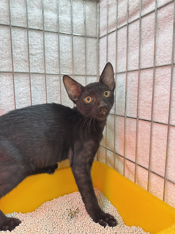 新北市八里區公立動物之家,編號:425688, 混種貓                 