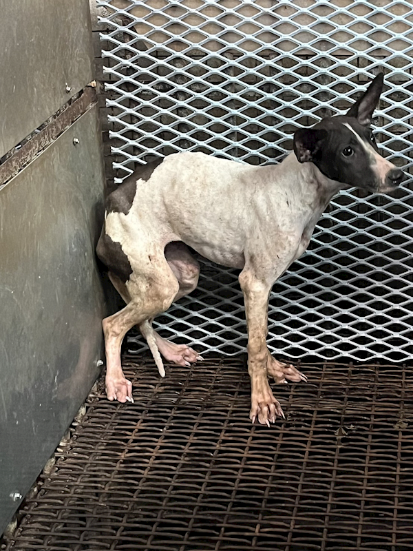 彰化縣流浪狗中途之家,編號:424183, 混種犬          