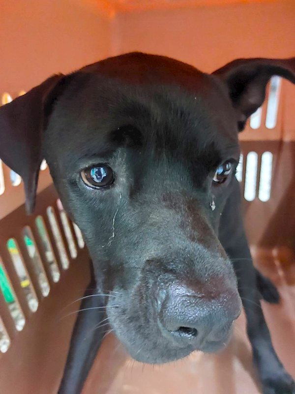 宜蘭縣流浪動物中途之家,編號:425742, 混種犬          