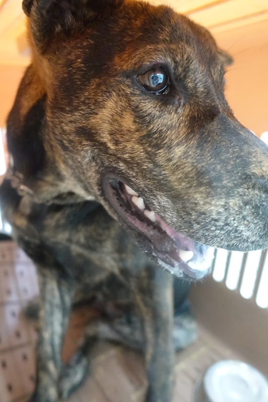 宜蘭縣流浪動物中途之家,編號:425740, 混種犬          