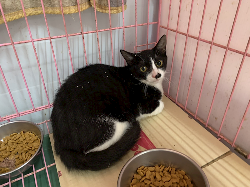 臺北市動物之家,編號:424639, 混種貓                 