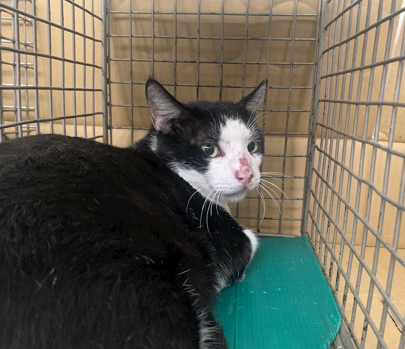 臺北市動物之家,編號:424976, 混種貓                 