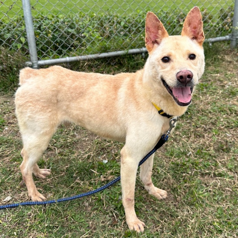 臺北市動物之家,編號:273293, 混種犬          