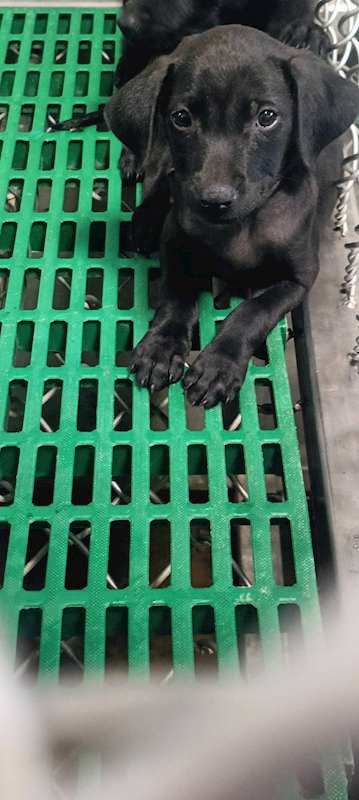 臺東縣動物收容中心,編號:425759, 混種犬          