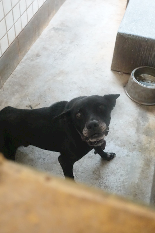 宜蘭縣流浪動物中途之家,編號:425665, 混種犬          