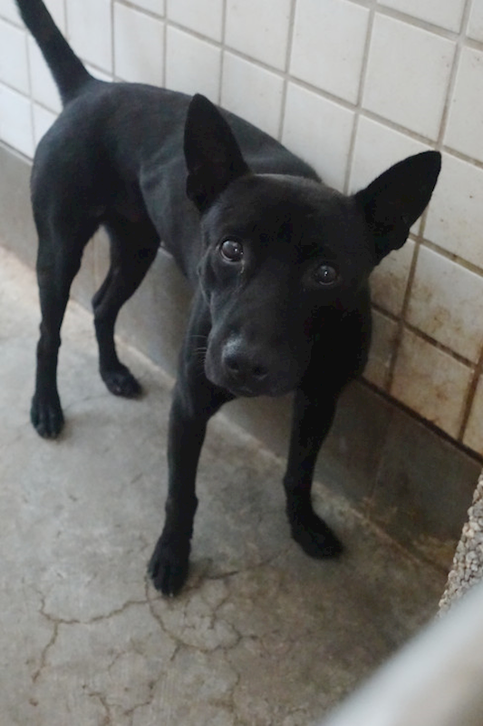 宜蘭縣流浪動物中途之家,編號:425568, 混種犬          