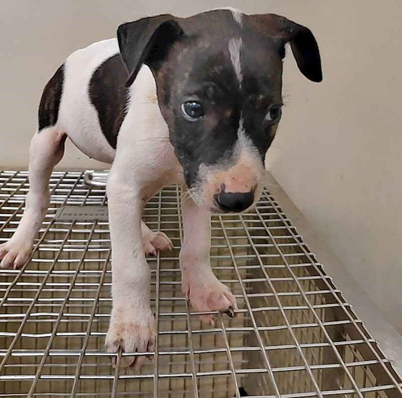 嘉義市動物保護教育園區,編號:400614, 混種犬          