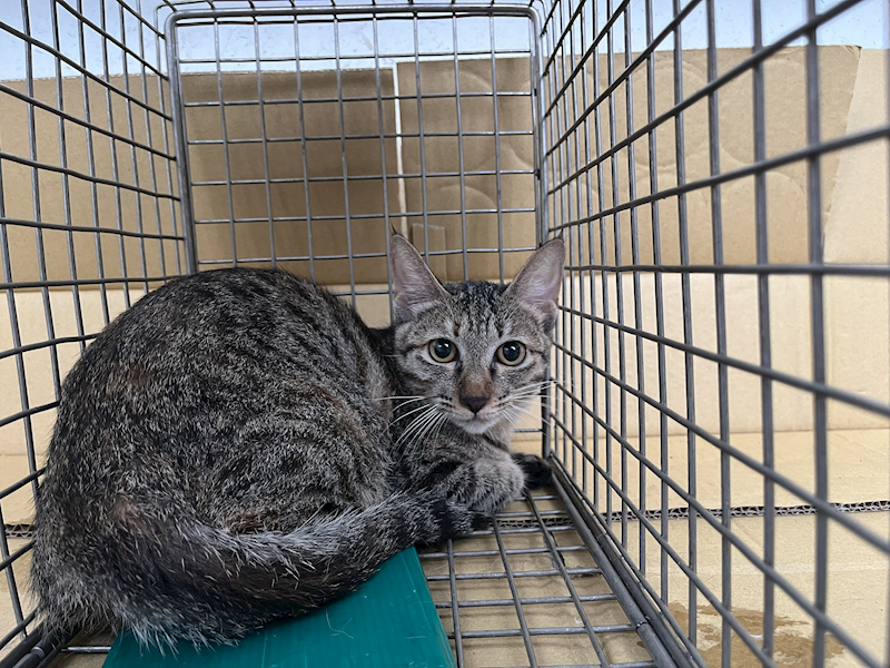 臺北市動物之家,編號:423367, 混種貓                 