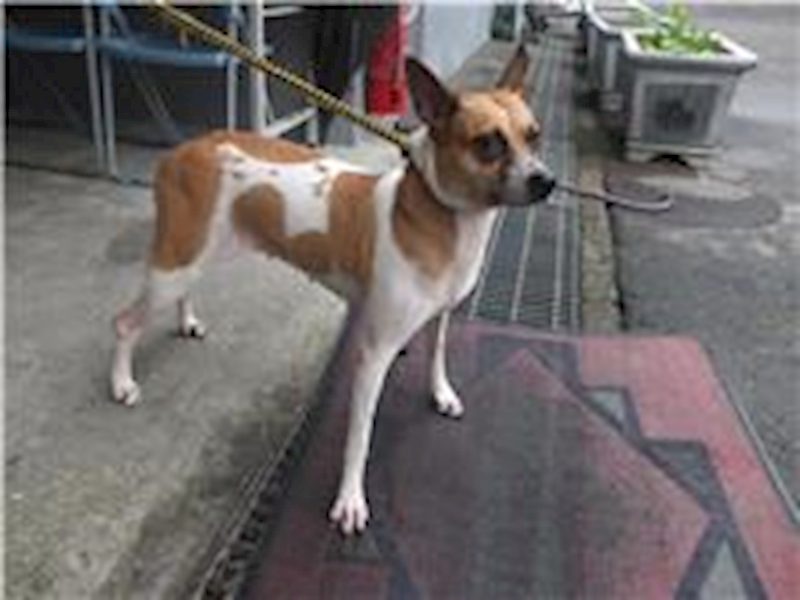 新北市板橋區公立動物之家,編號:231683, 混種犬          