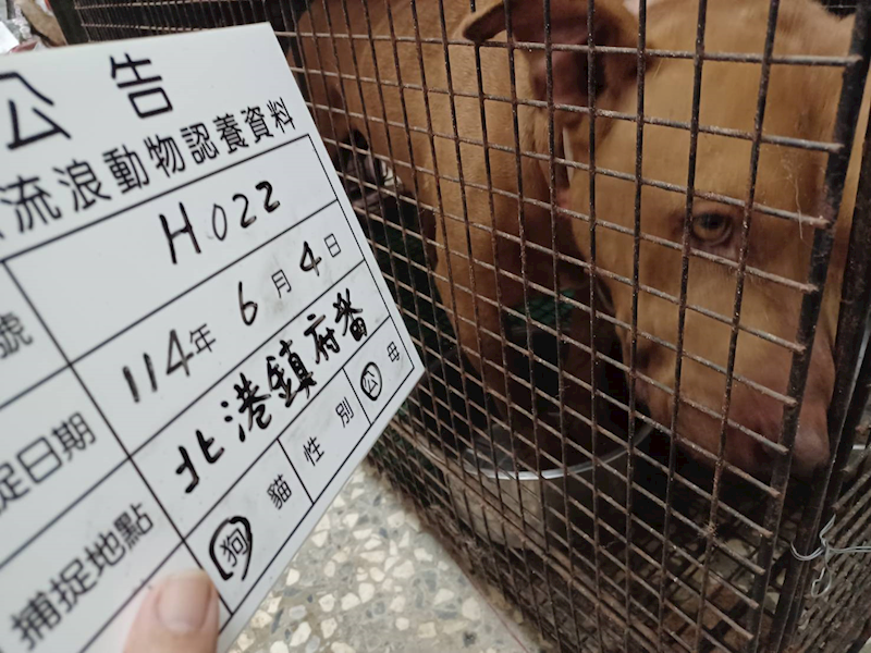 雲林縣流浪動物收容所,編號:408757, 比特犬
