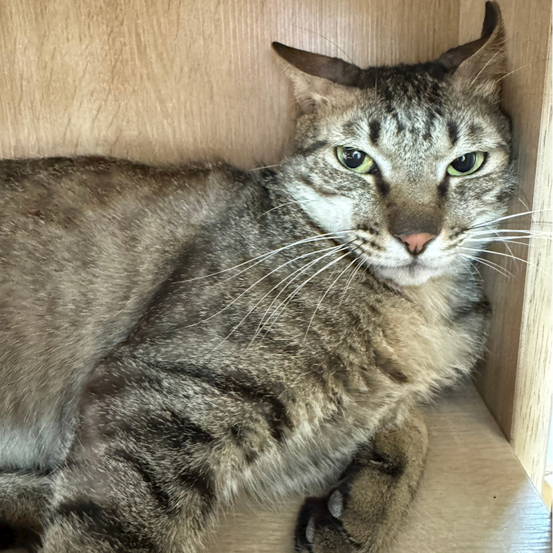 新北市八里區公立動物之家,編號:410266, 混種貓                 