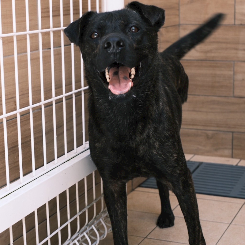 新北市瑞芳區公立動物之家,編號:426071, 混種犬          