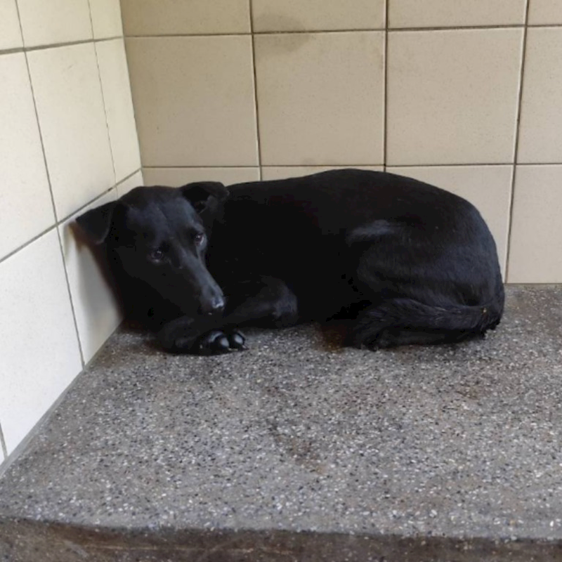 高雄市燕巢動物保護關愛園區,編號:422728, 混種犬          