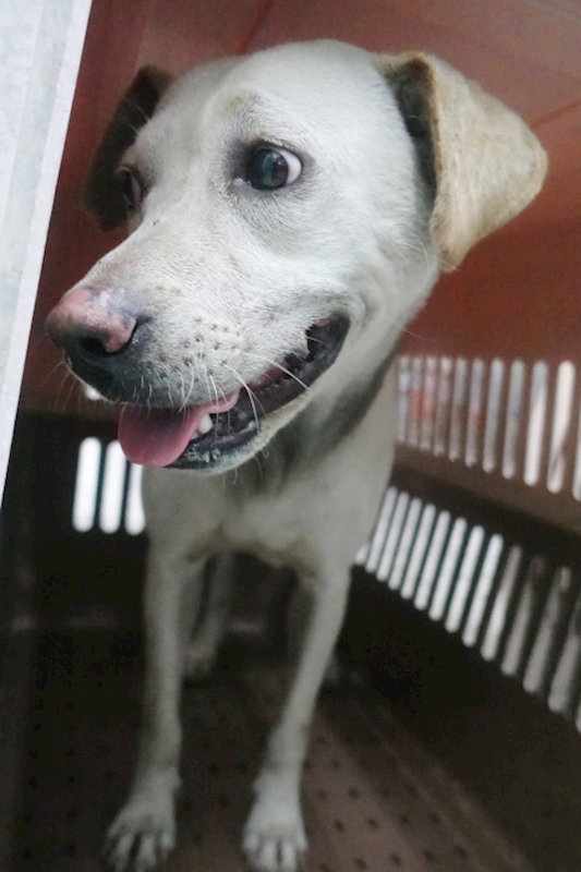 宜蘭縣流浪動物中途之家,編號:426115, 混種犬          