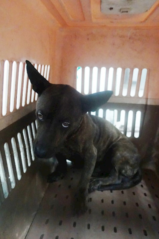 宜蘭縣流浪動物中途之家,編號:426113, 混種犬          