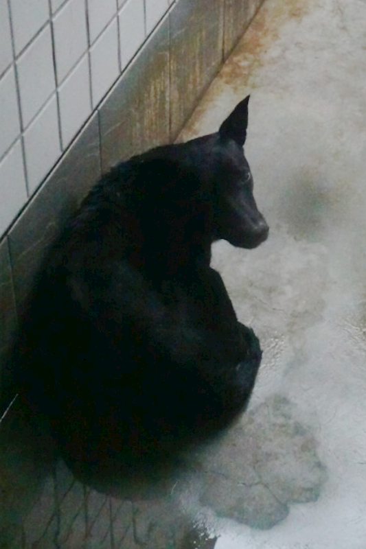 宜蘭縣流浪動物中途之家,編號:425946, 混種犬          