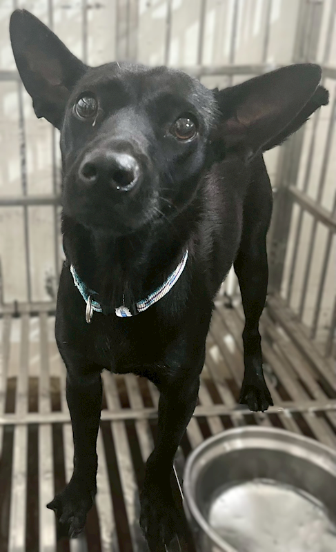 花蓮縣狗貓躍動園區,編號:401773, 混種犬          