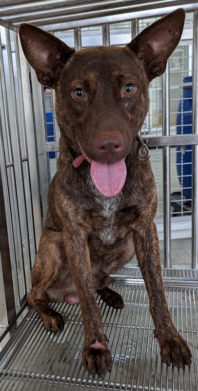 花蓮縣狗貓躍動園區,編號:365918, 混種犬          