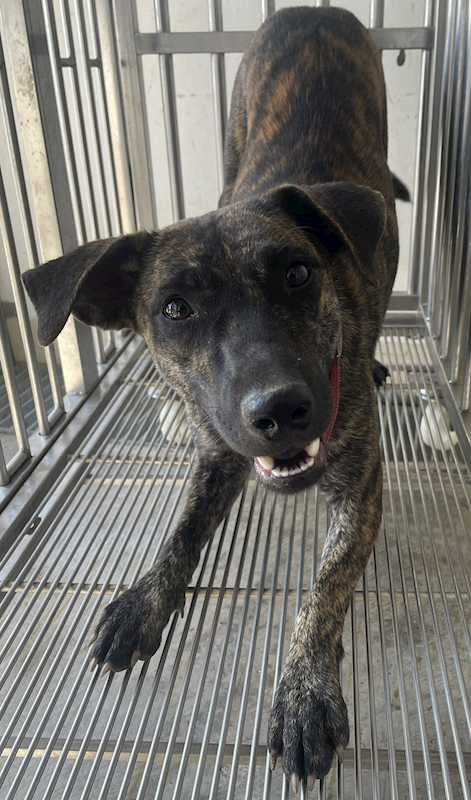 花蓮縣狗貓躍動園區,編號:398990, 混種犬          