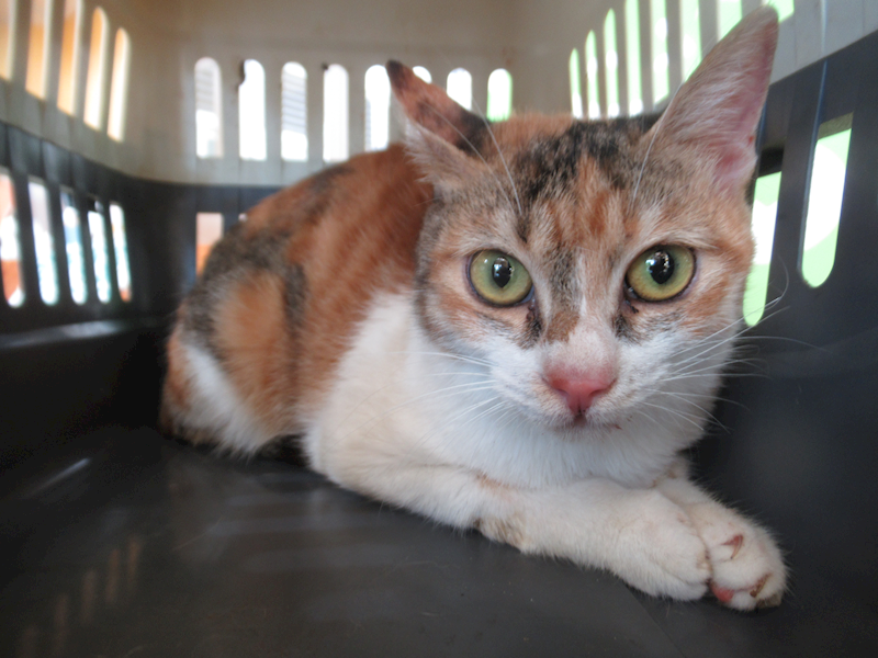 新竹市動物保護教育園區,編號:426220, 混種貓                 