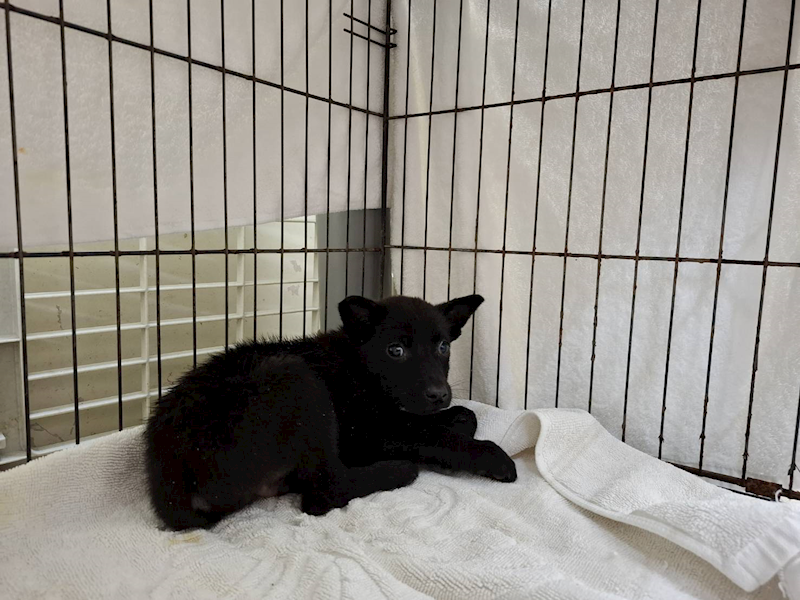 臺北市動物之家,編號:412292, 混種犬          