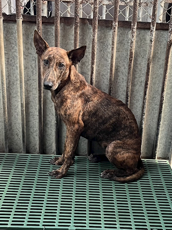 彰化縣流浪狗中途之家,編號:426151, 混種犬          