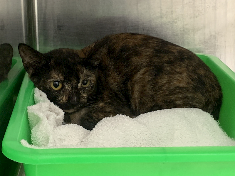 臺北市動物之家,編號:418819, 混種貓                 